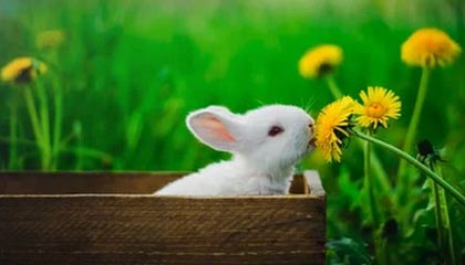 开云官方-季后赛门票秒抢，粉丝热情难以抵挡，季后赛门票分成